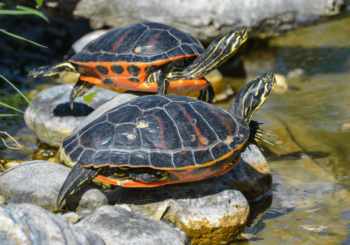 Cuidar de una tortuga