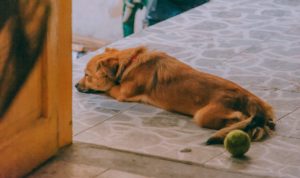 Cómo eliminar el olor a perro de un hogar
