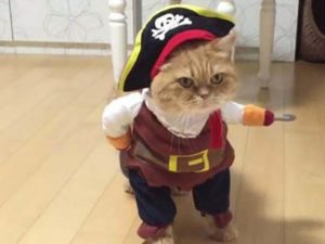 Gato disfrazado de pirata