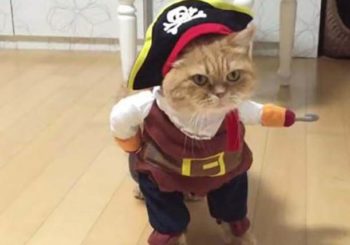 Gato disfrazado de pirata