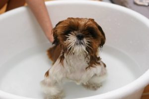 Prepara tu cuarto de baño para la llegada de un perro