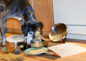Cómo puedes preparar tu cocina para la llegada de un perro