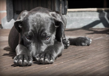 Alquilar un hogar con un nuevo perro