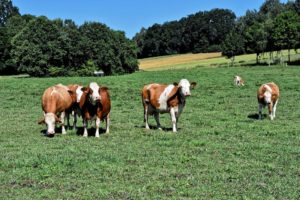 Cómo afecta la ganadería al cambio climático