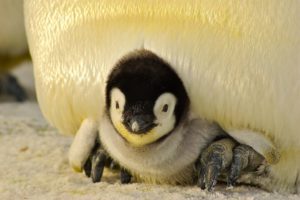 Este iglú protege a los pinguinos del cambio climático